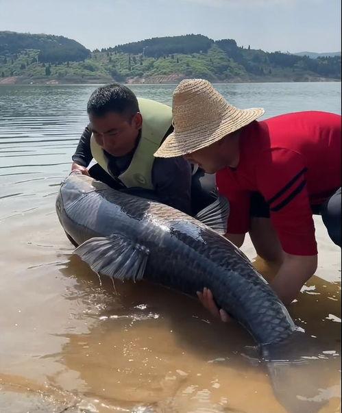 青鱼视频,探索未知,畅游网络新世界